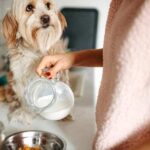 Probiotici za pse kao podrška zdravoj probavi i imunitetu probiotici za pse